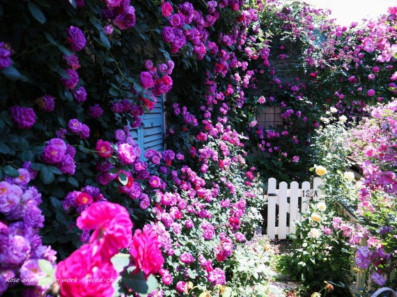 つるバラの家 庭 窓辺の風景