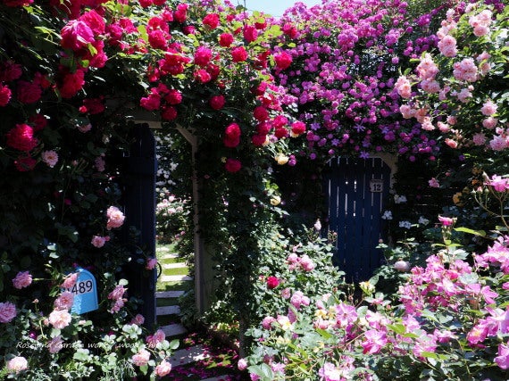 薔薇の家 rosehouse