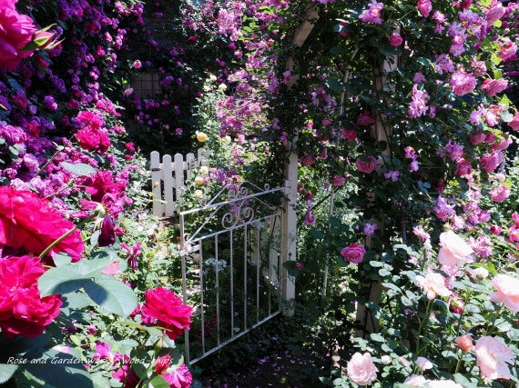薔薇の家 rosehouse
