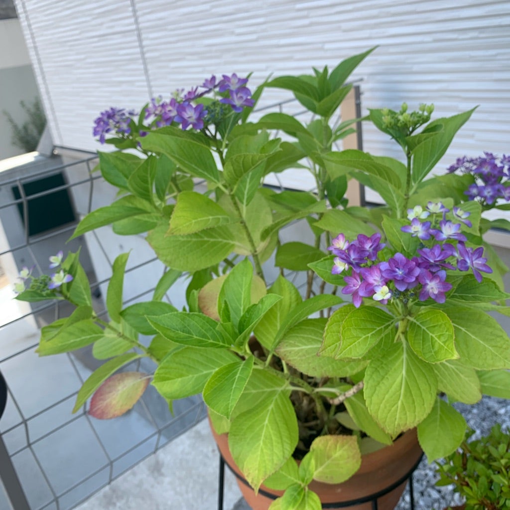 鉢植え紫陽花の色変幻 | 理想の家〜シンプルモダンスタイル
