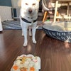 白柴犬「アントニアちゃん」のBirthdayケーキの画像