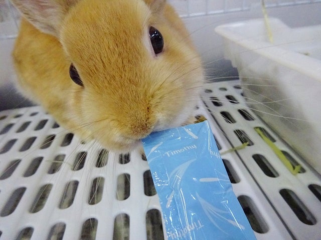 最終決算 うさぎ モルモットなど小動物のおやつ バニーグレード