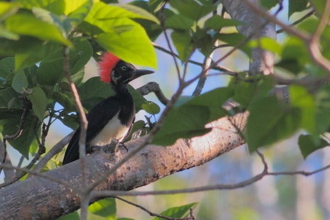日本の野鳥#22-08】キタタキ（White-bellied Woodpecker） | 鳥