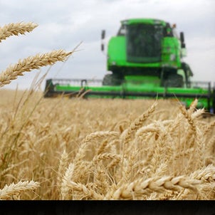 プーチン大統領の手配で、穀物価格が10％下落：食糧危機問題が改善されることにの画像