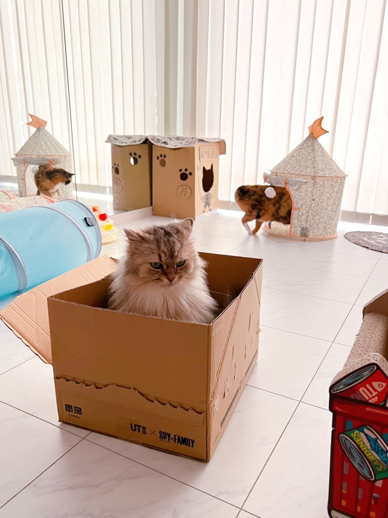 ユニクロの箱が「SPY✖️FAMILY」^ - ^ | 猫とHULAとウクレレ♫ popoki☆のブログ