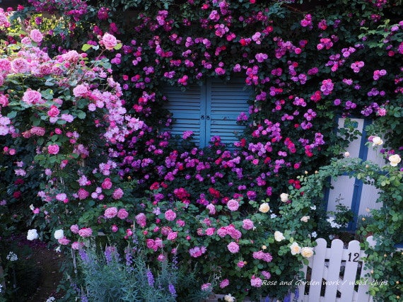 薔薇の庭 ローズガーデン