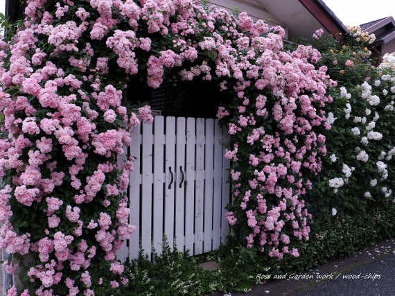 ピンクの薔薇の家 東大和市