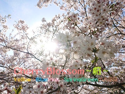 コーポレートカラー：CherryBlossom～桜～