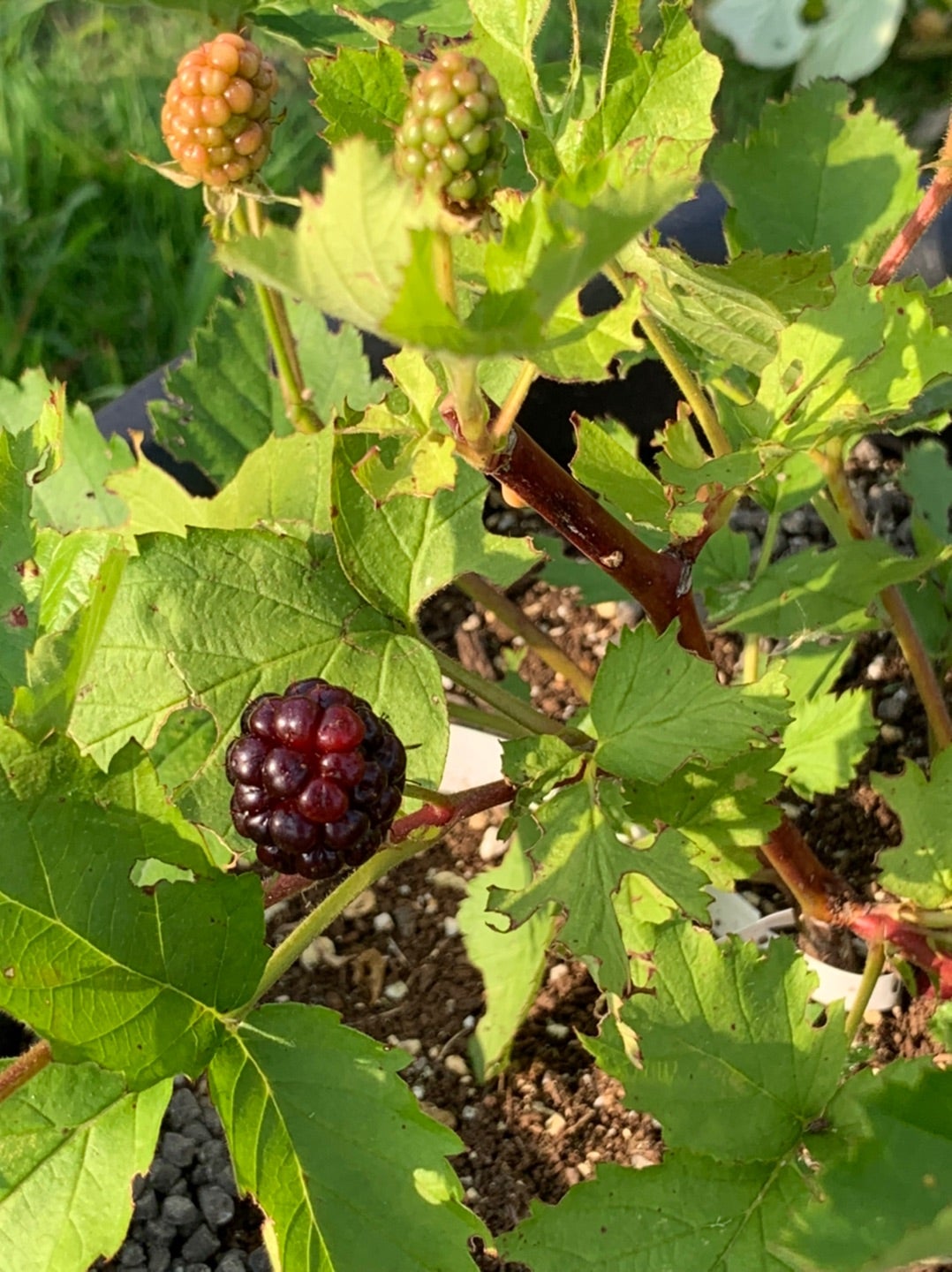 ラズベリー•トゥラミーンついに収穫! | Berry&Sun ベリーさんの ラズベリー•トゥラミーンついに収穫! | Berry&Sun ベリーさんの