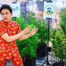 タイが市民に医療大麻草100万本を配布：医療目的と産業促進のために非犯罪化の記事より