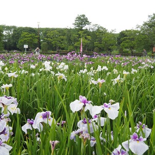 曽根城公園-花菖蒲(2022年6月11日撮影)の画像
