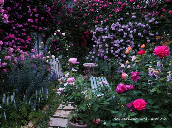 ローズガーデン 薔薇の庭