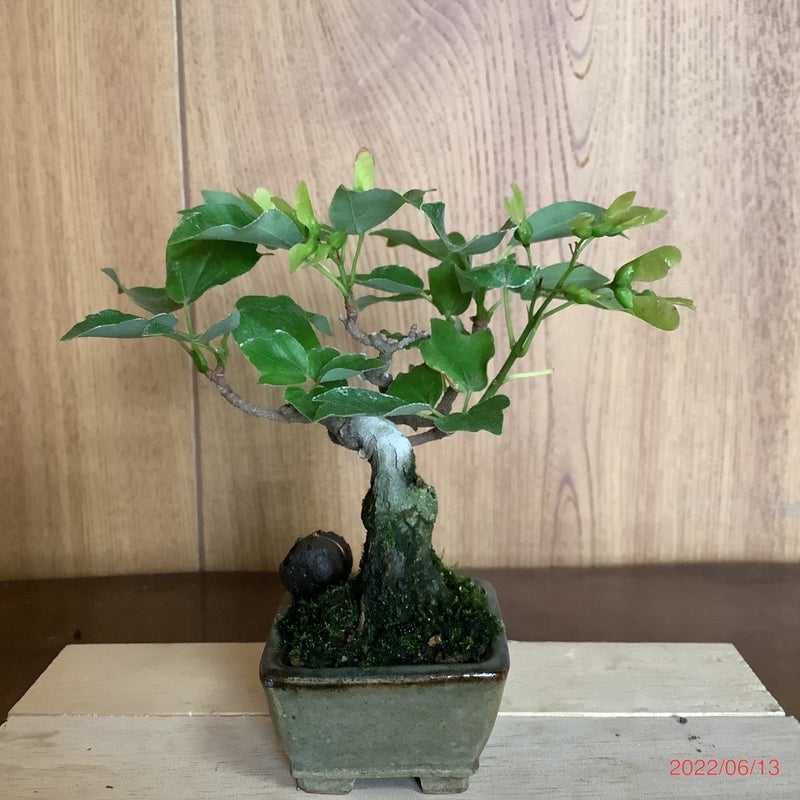 宮様かえでの実(種) | sukajinの盆栽と陶芸