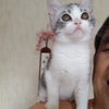 肩乗り猫の性格は活発で人のことが大好きの画像