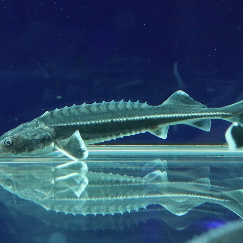 超人気新品 熱帯魚 コイ ミクロラスボラ エリスロミクロン 1cm± 5匹