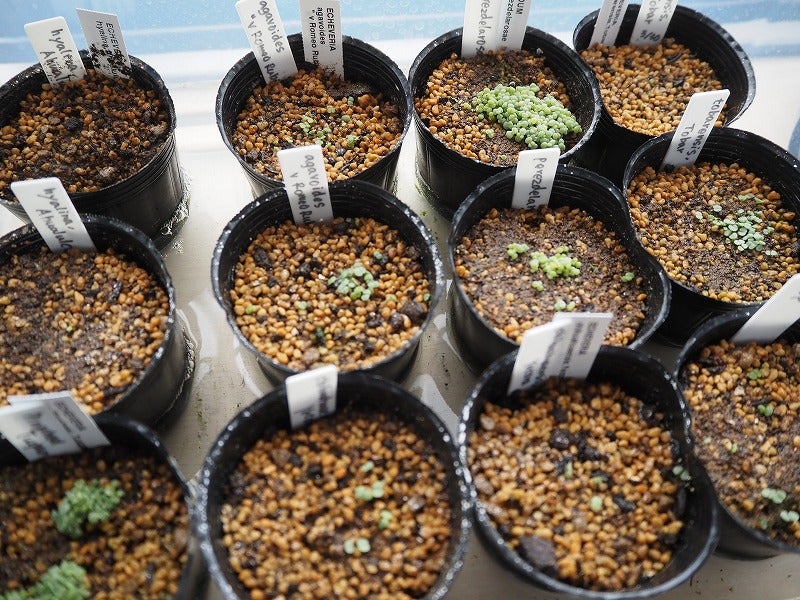 交配して種まき・多肉植物実生苗生長記録 | Olive&SucculentGarden