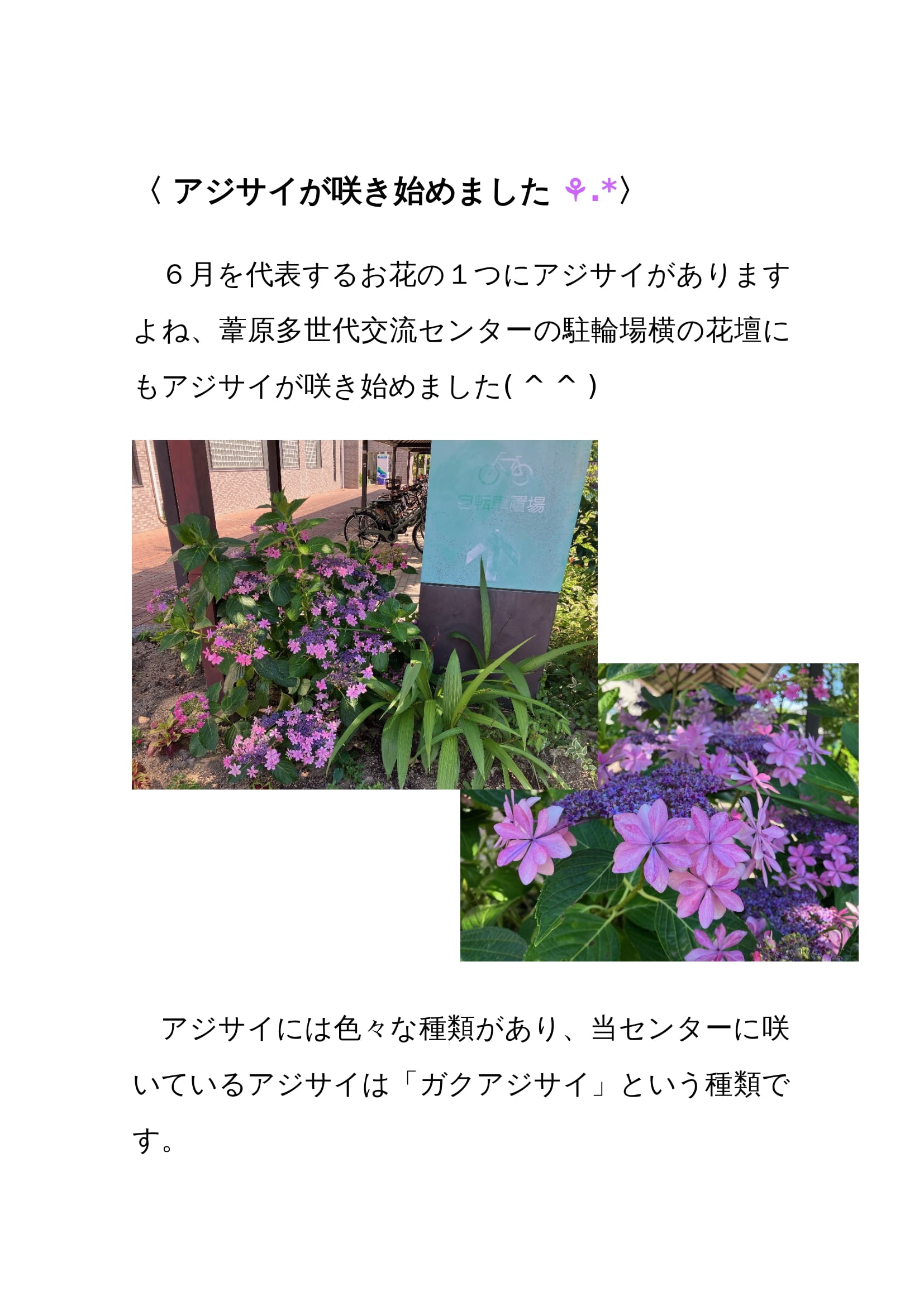 茨木市葦原多世代交流センター　紫陽花
