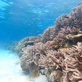 なんで地球が綺麗になるの？　なんで珊瑚が産まれるの？のサムネイル画像