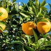 柑橘系アロマ、リフレッシュとリラックスの見分け方。の画像