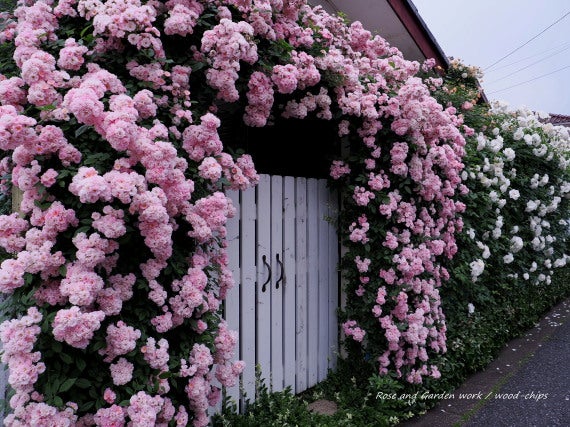 ガーデンゲート ピンクのつるバラ