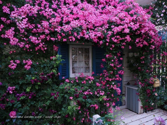 小さなバラの家 rosehouse