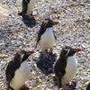 岩飛びペンギン @Whipsnade Zooの画像