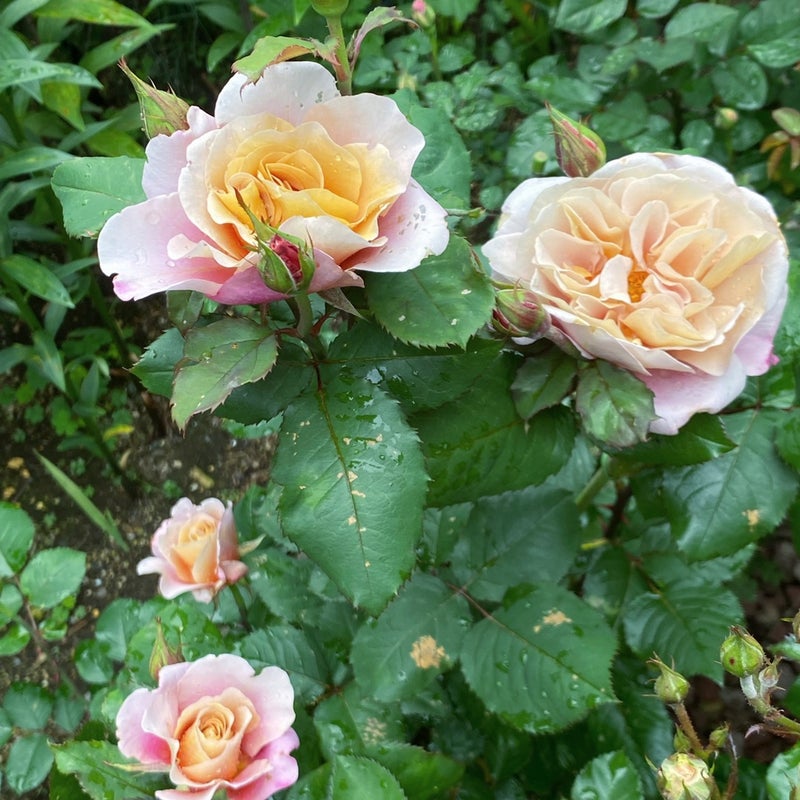 切り花品種のバラの新着記事｜アメーバブログ（アメブロ）