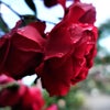 風待月二十八日　薔薇とマタタビの画像