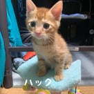 ❤︎第24回小さな譲渡会　参加猫のご紹介①（ハック、ビビ、ボニー）の記事より