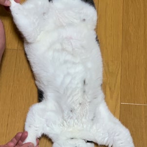 保護猫ジルちゃんも暑くてダレダレ〜の画像
