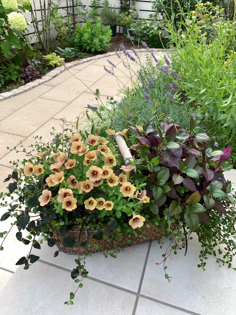 ペチュニアアンティークの寄せ植えと庭の花 | 庭いじり