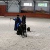 LAZARホースパーク　おすわりをする馬が激かわ！ Youtube #乗馬 #馬 #旅行の画像
