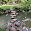 松田屋ホテルの池の鯉