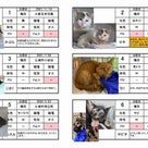 茨城センター　猫の譲渡情報（2022年6月）※2022/6/30現在の記事より