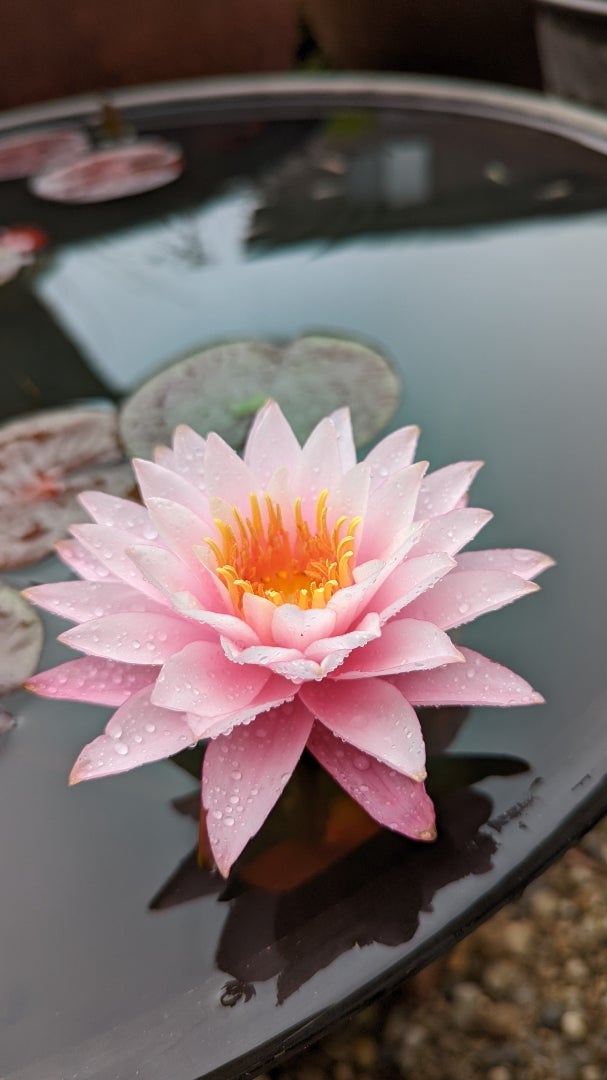 なんとなく焦る!? | みなもに浮かぶ睡蓮とそこに集まる虫たちの記 なんとなく焦る!? | みなもに浮かぶ睡蓮とそこに集まる虫たちの記