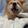 秋田犬いち♥可愛いジィちゃんの画像