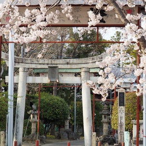 春日神社の桜(岐阜県大垣市)2022年4月2日撮影の画像