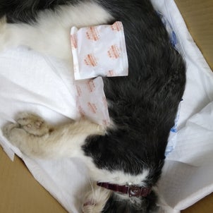 猫の交通事故死（練馬区豊島園）の画像