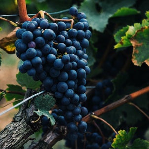 ワインのお話 - ロマネコンティをしのぐと言われているワインの画像
