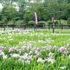 続-曽根城公園-花菖蒲(2022年6月11日撮影)の画像