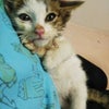 ちゅらにゃん保護猫治療室の猫ちゃん紹介の画像