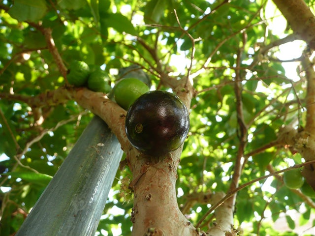 ジャボチカバを収穫＆試食しました。 アボカドと果樹のブログ