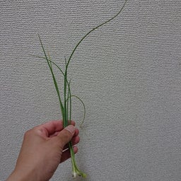 画像 甘く育ちました の記事より 3つ目