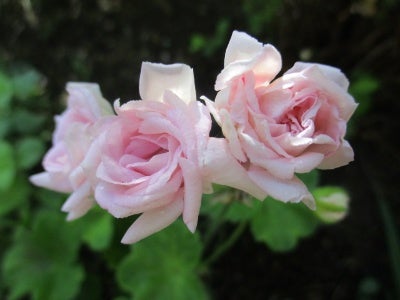 バラ咲きゼラニウム・ミルフィーユローズとピンクの花々 | junの庭