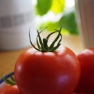 ＊＊毎年一番遅く咲くつぼ形クレマチス・インプレッションと庭のトマトの記事より
