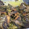 ローカルバリ人達が大好きな魚料理Mujair Nyat Nyatの画像