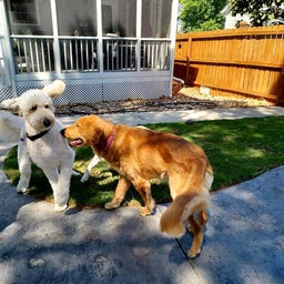 画像 いろんな犬がくるプライベートデイケア の記事より 5つ目