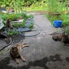 猫の手事例149　村上市ねずみ対策で薦められた猫の多頭崩壊の画像