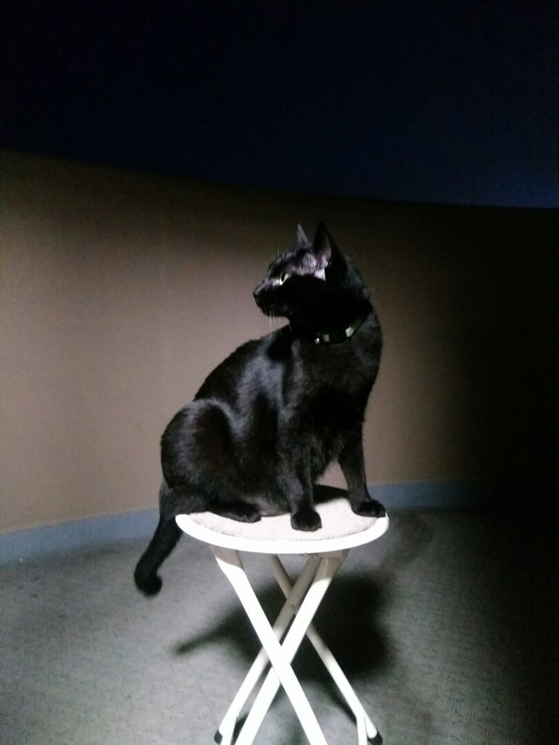 猫は花火を怖がるか怖がらないか 黒猫もんさんとの生活ブログ