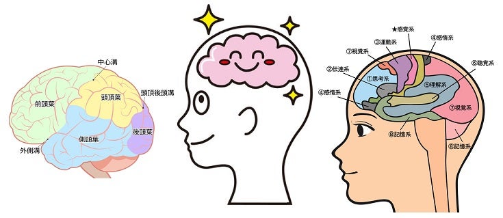 大脳皮質・脳の役割